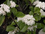 Viburnum japonicum, des fleurs (Small).jpg