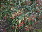Viburnum japonicum, et ses fruits (Small).jpg