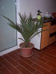 Copie de 100_3533.JPG
