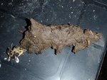 Photo 3 . Il lui faut un petit ami... <br />En voici justement un ; mais il faudra veiller sur lui, car sa pelure n'est pas la même!