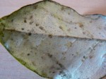 P1010553_redimensionner.JPG