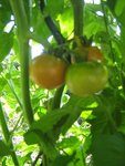 IMG_0003 les tomates murissent 28_07_2009 jinf 2.jpg