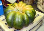 citrouille oct 2009 15kl web.jpg