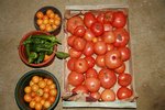tomates du 6 decembre 2009!.jpg