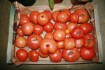tomates du 6 decembre 2009 suite.jpg