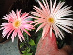 DSCN0248.JPG
