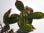 ljs creations 004.jpg