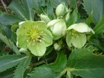 DSC00156.JPG
