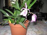 IMG_0471b.jpg