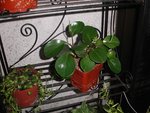plante 3_moyenne.jpg