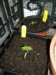 Les tomates apéritif petit.JPG