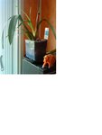 orchidée 1 bis.JPG