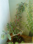 DSC00403.JPG