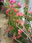 IMG_6453.JPG