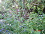 consoudes 09.05.09 017.jpg