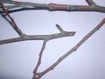 DSCN5531.JPG