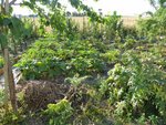 Potager le 2009-08-05 005 [800x600].jpg