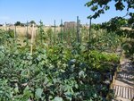 Potager le 2009-08-05 008 [800x600].jpg