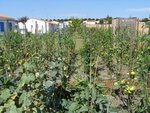 Potager le 2009-08-05 012 [800x600].jpg