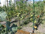 Potager le 2009-08-05 014 [800x600].jpg