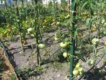 Potager le 2009-08-05 021 [800x600].jpg