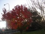 arbre en automne