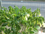 DSCN3900.JPG