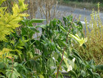 DSCN3901.JPG