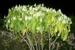 plante : 1