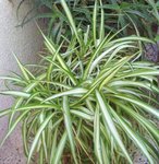 plante : 2