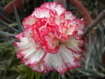 DSCN0204.JPG