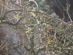 LICHEN.jpg