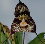 orchid.jpg