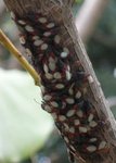 insecte.JPG