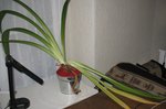 Voici la belle amaryllis en fin de carrière...