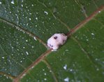 Passiflore parasitée