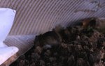 DSC_7858_059  jinf.jpg