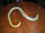 snake spekled 09 (Medium).JPG