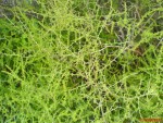 asparagus