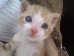 ses magnifiques yeux bleu...qu'il a presque plus!!!!