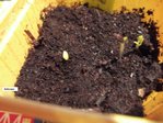 Héliopsis.JPG