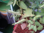 DSC02254.JPG
