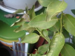 DSC02255.JPG