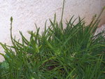 Plante grasse.jpg