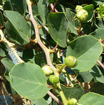 lobo-P1130962.JPG