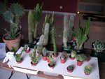 Mes Cactus !!