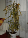 yucca.gif