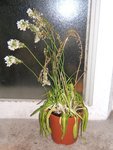 L'Ornithogalum tel qu'il est aujourd'hui meme...
