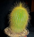 cactus1_0004 R.jpg