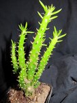 cactus1_0027 R.jpg